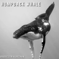 بیت  Humpback whale